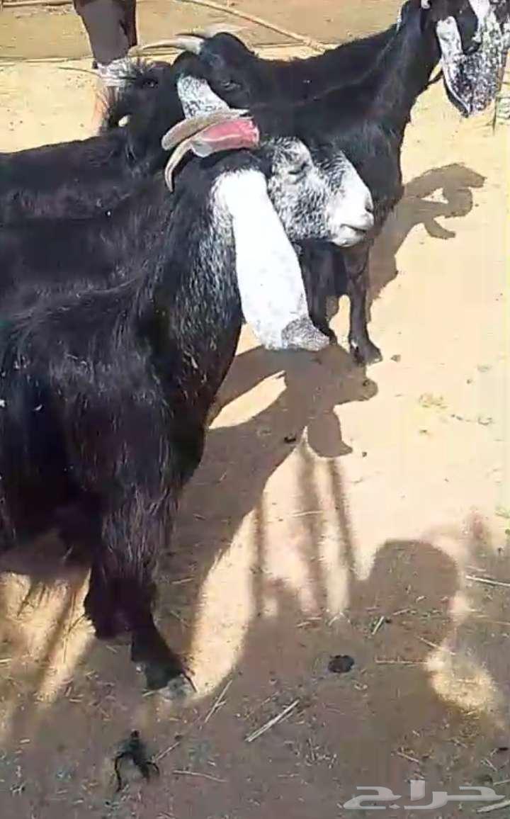 Ma'z Awaridh64579101977858110