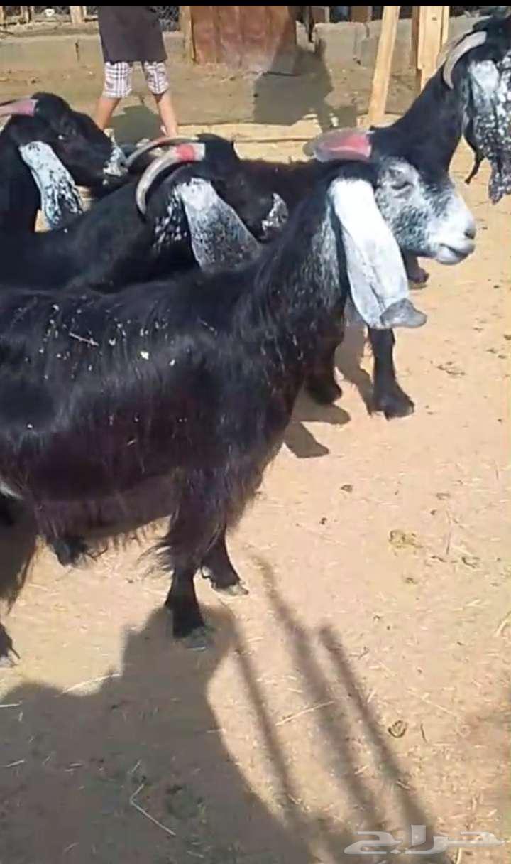 Ma'z Awaridh64579101977858111