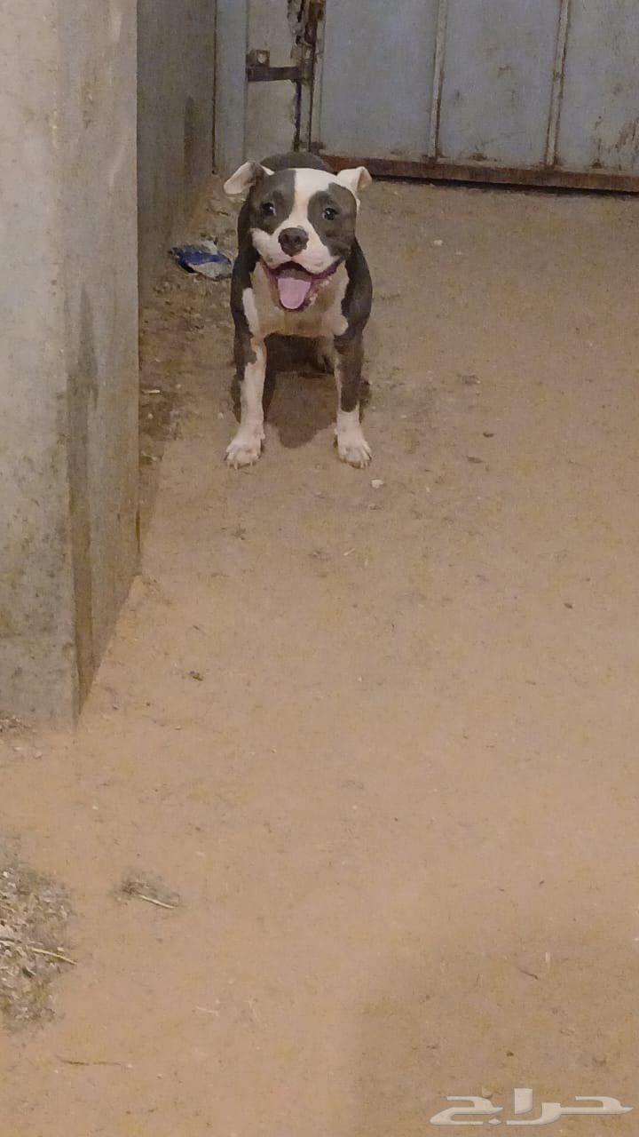 كلب أمريكان بولي ب 250064579910661249110