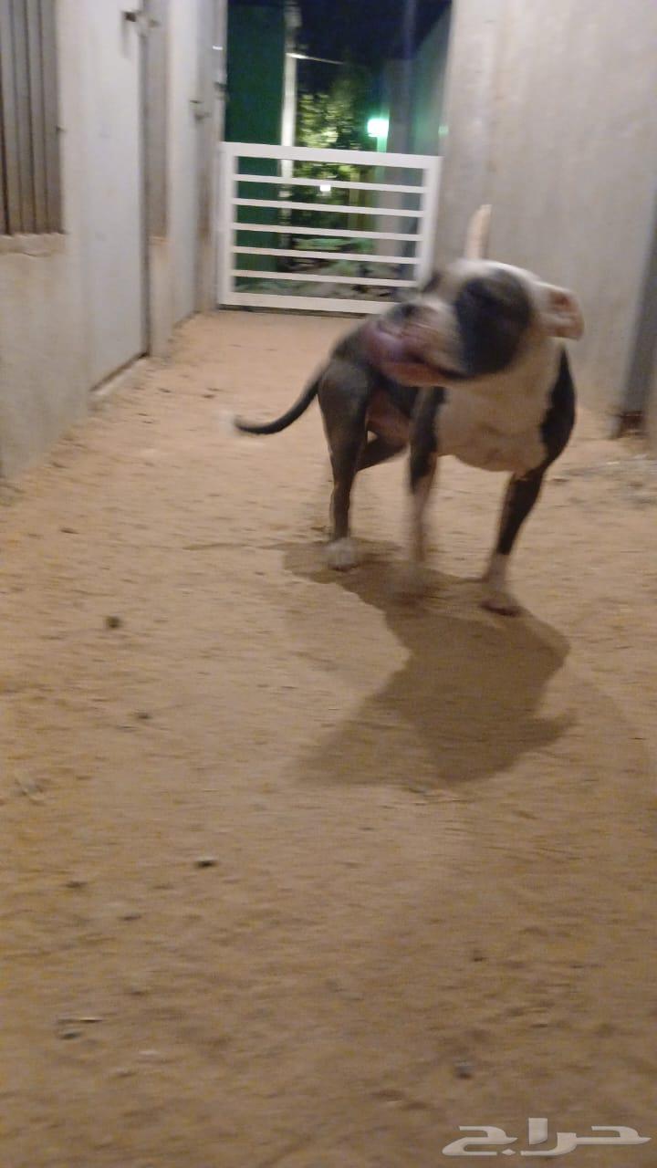 كلب أمريكان بولي ب 250064579910661249111