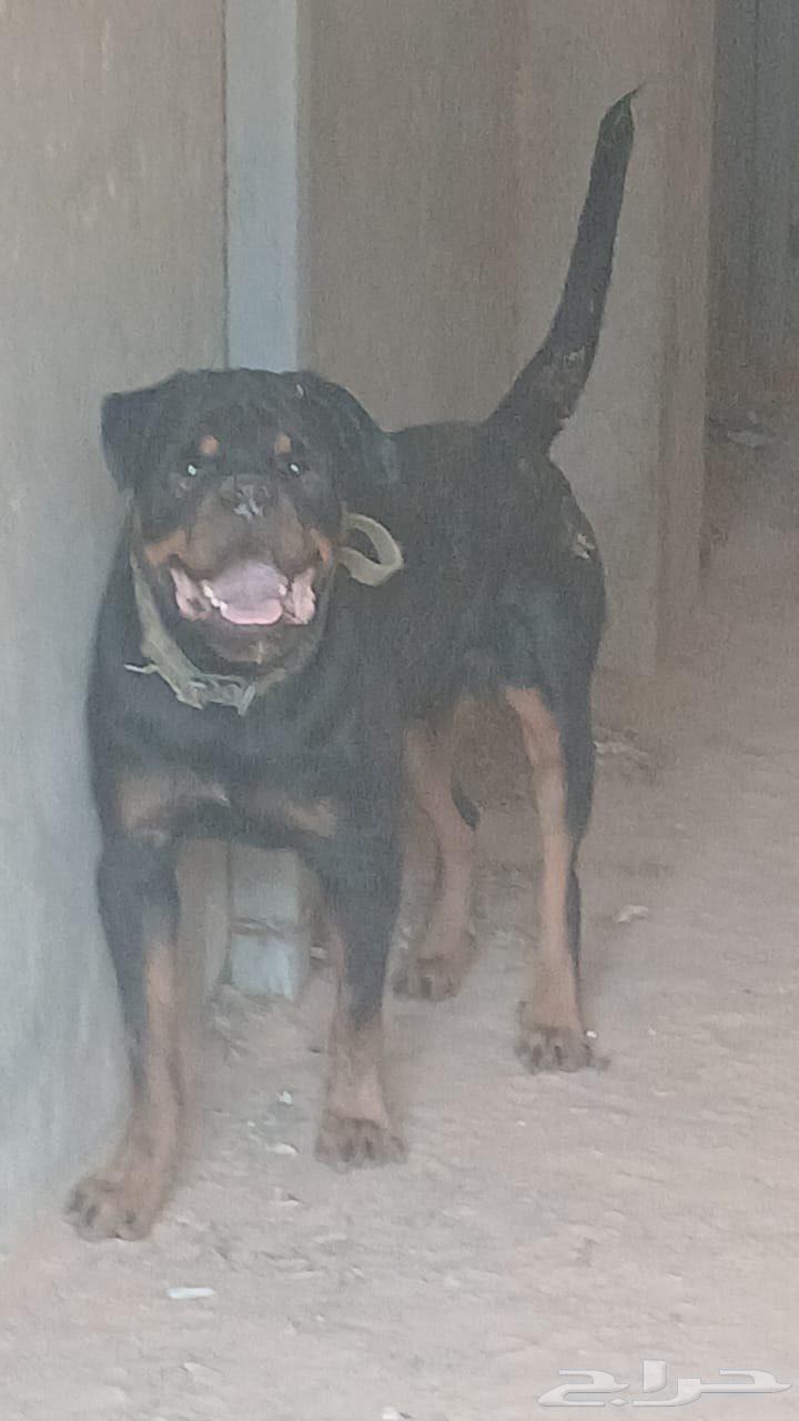 كلب روت وايلر مستورد للبيع64576757146371110