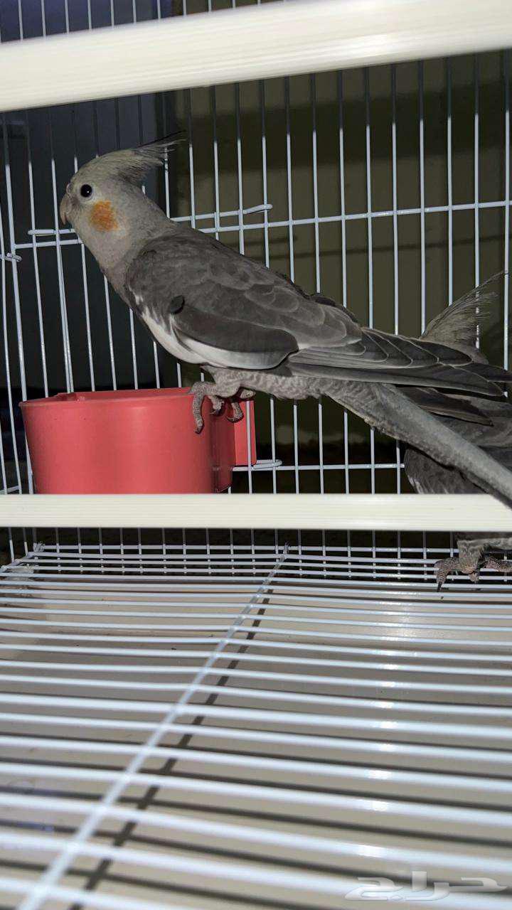 A pair of tame crows64576882651779110