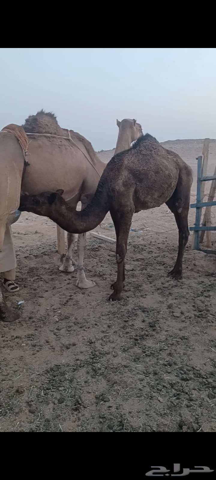 حشو للبيع قعدان64575726094979111