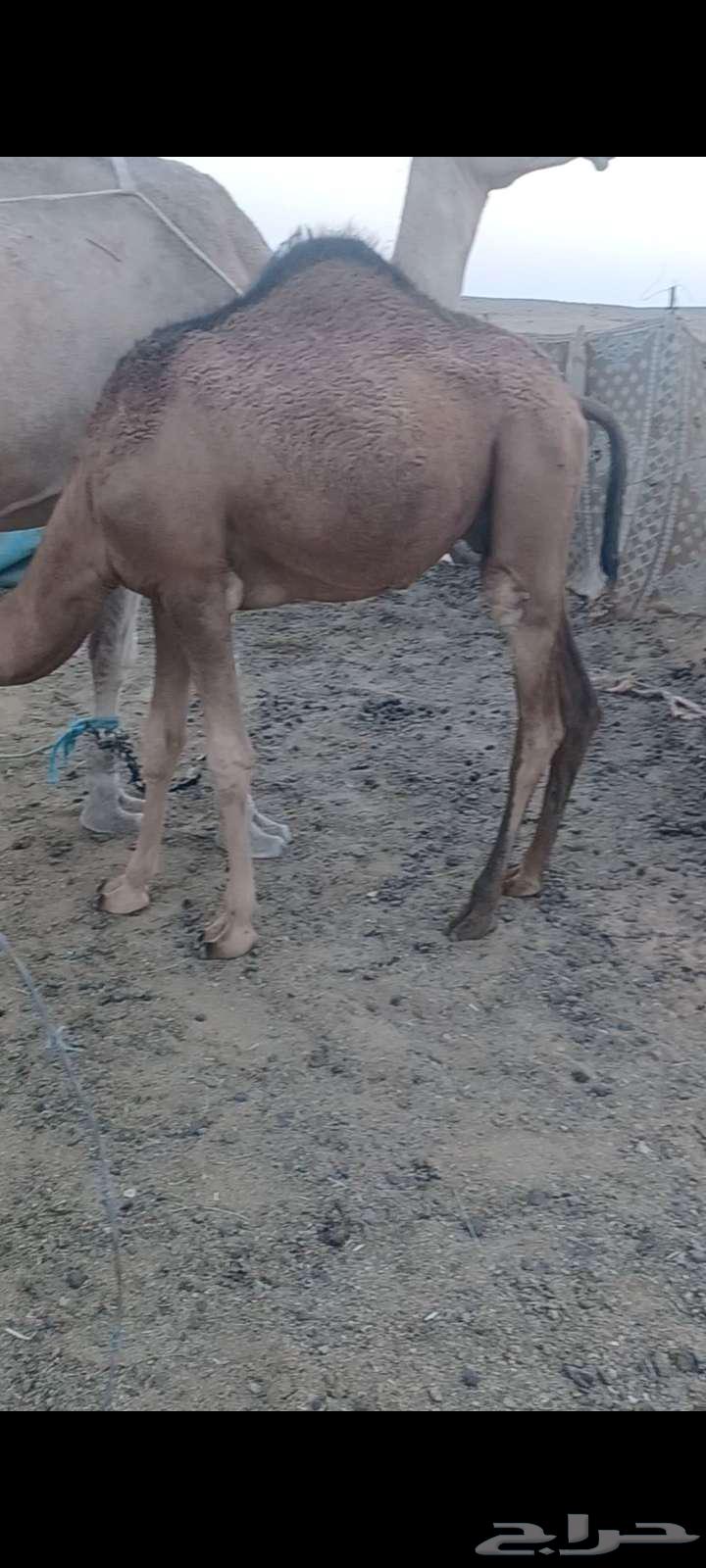 حشو للبيع قعدان64575726094979110