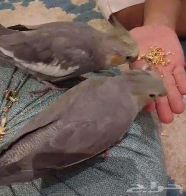 A pair of tame crows64576882651779111