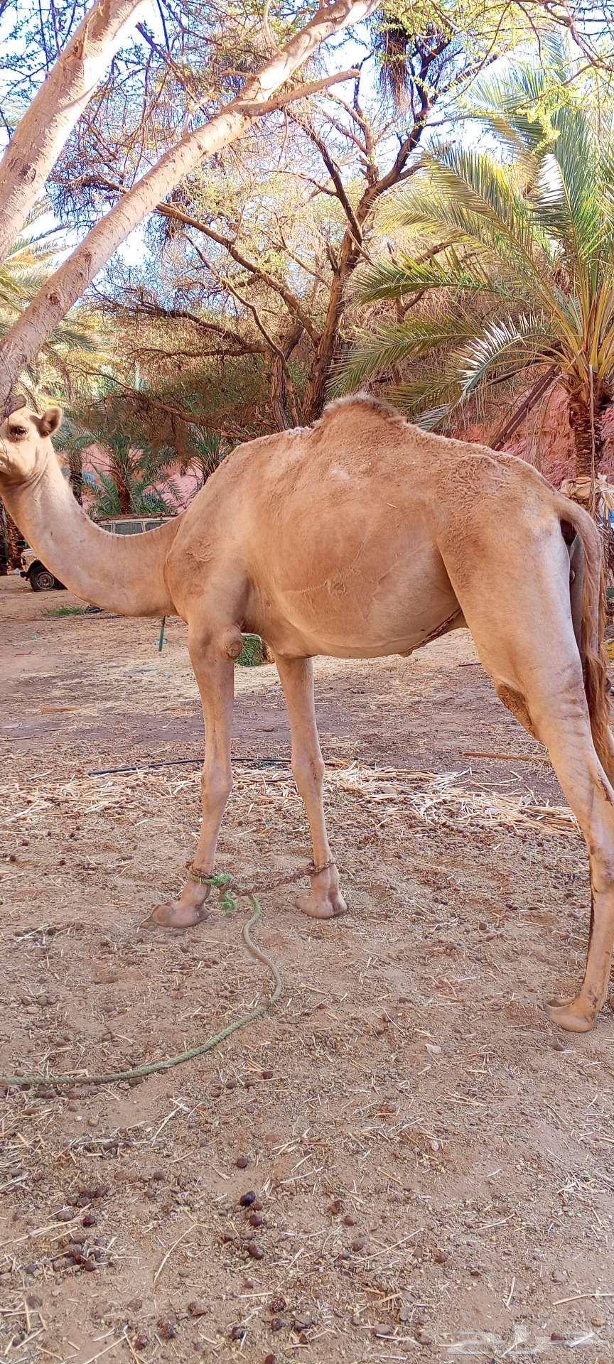 قعود طابع64579032797059110