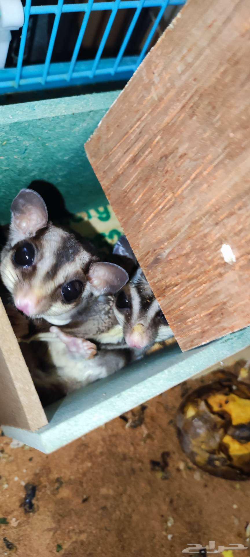 Sugar glider pair for only 80064574159330819110