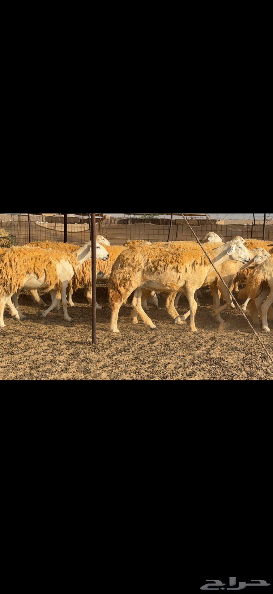 Free flock of 38 sheep with a ram64573095012099110