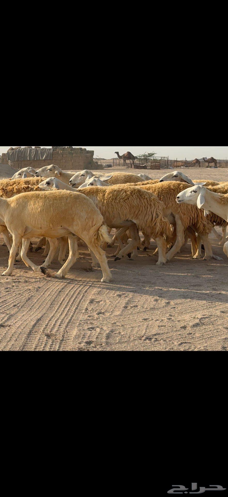 Free flock of 38 sheep with a ram64573095012099112