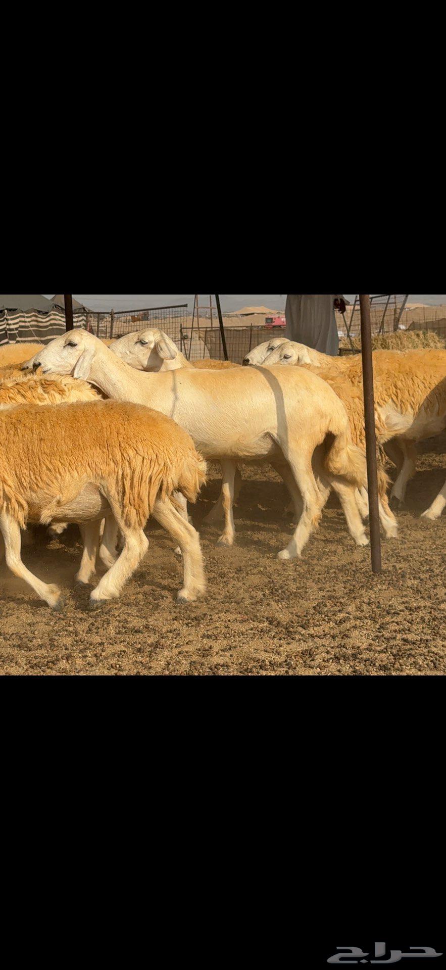 Free flock of 38 sheep with a ram64573095012099113