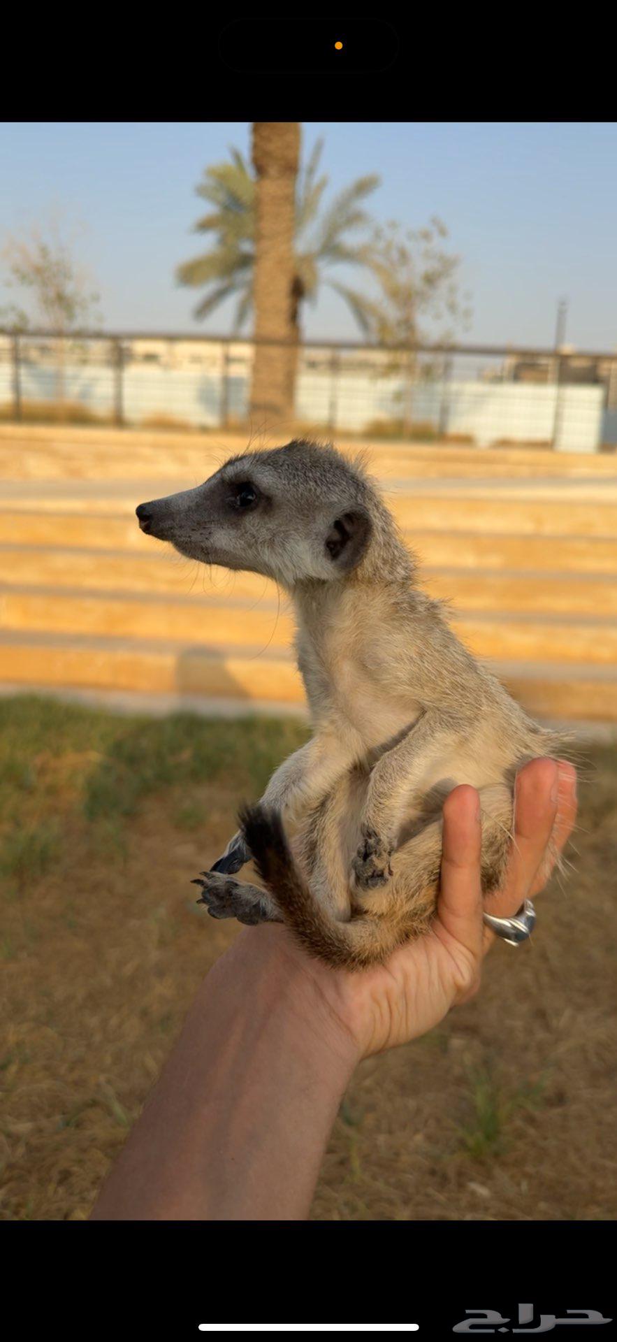 ميركات اليف64573908483457111