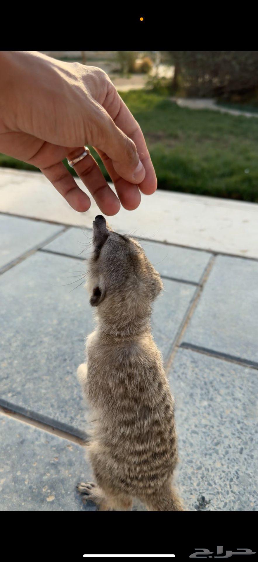 ميركات اليف64573908483457112