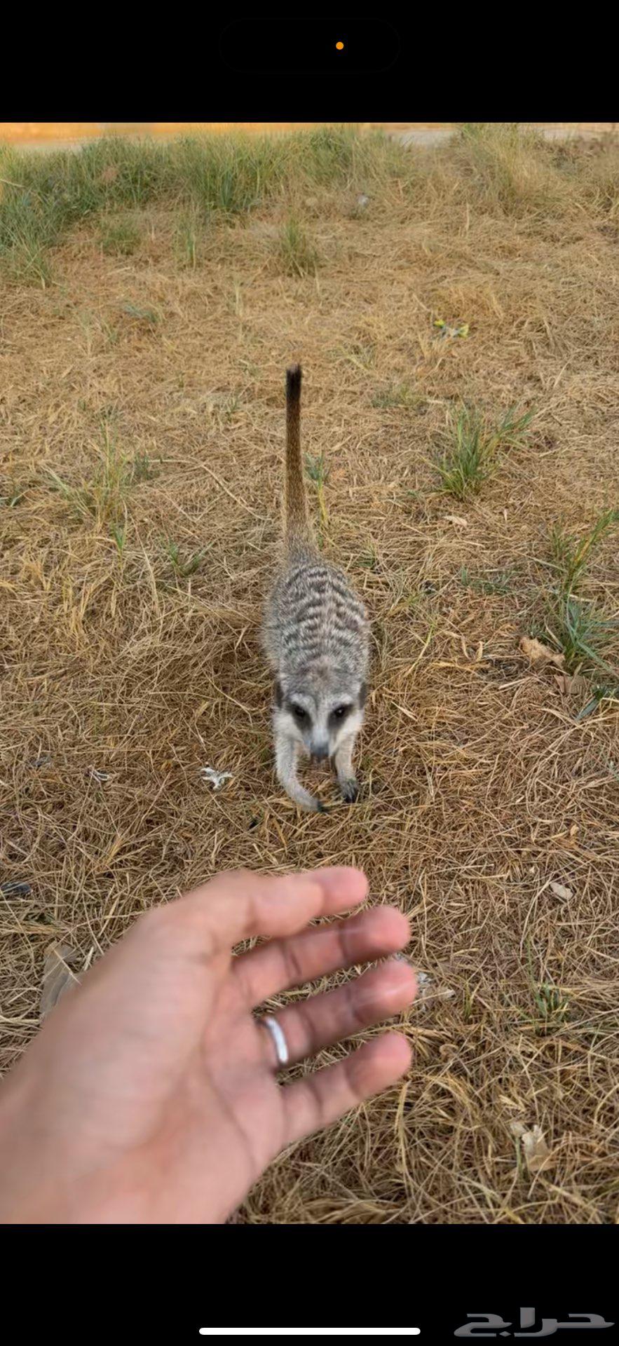 ميركات اليف64573908483457114