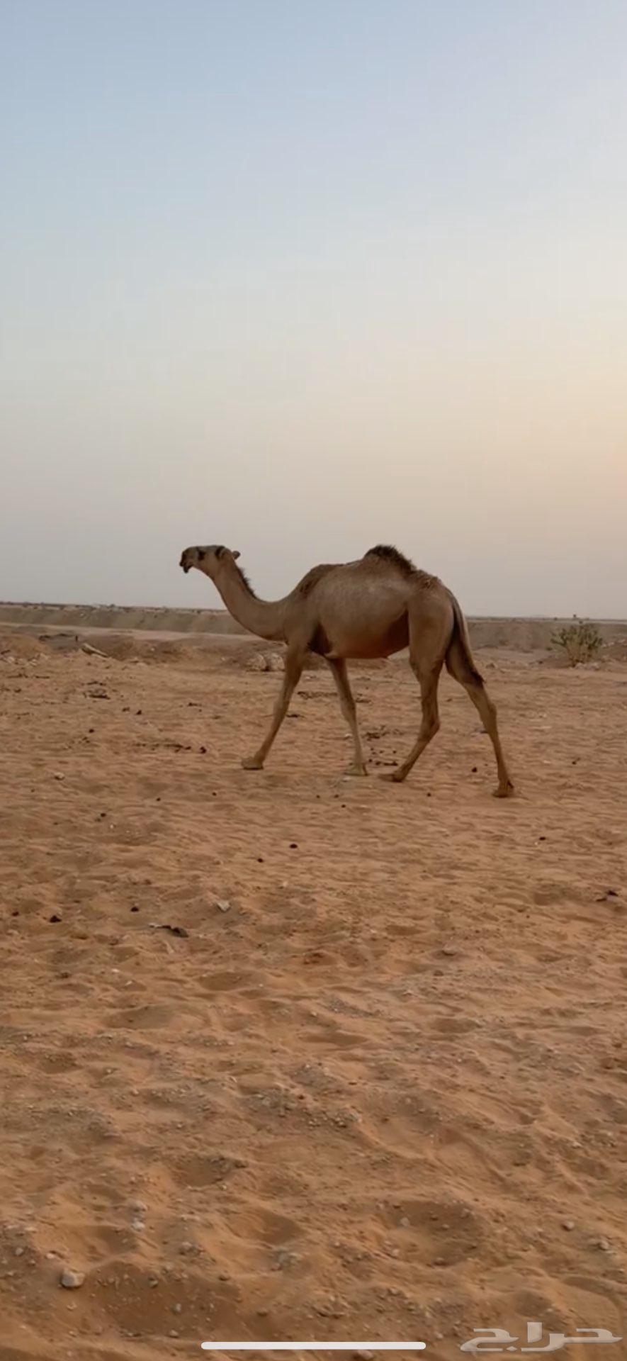 للبيع بكره مفروده طيبه64578619206914110