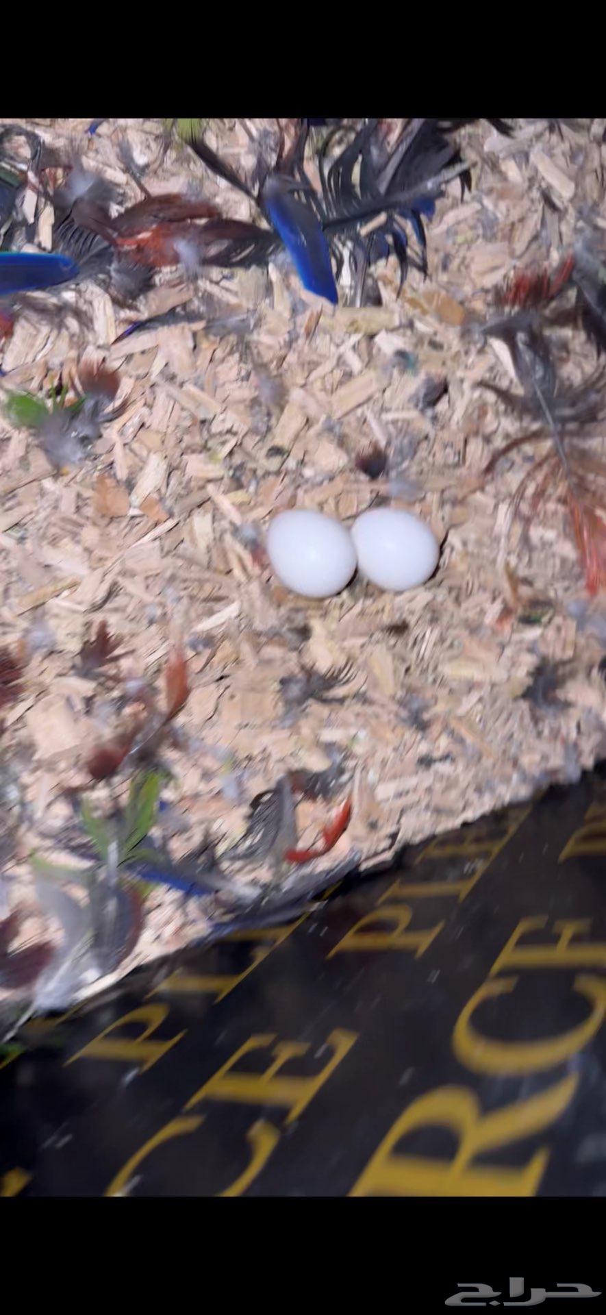 للبيع جوز اكلكتوس تحتها بيض64574103129346111