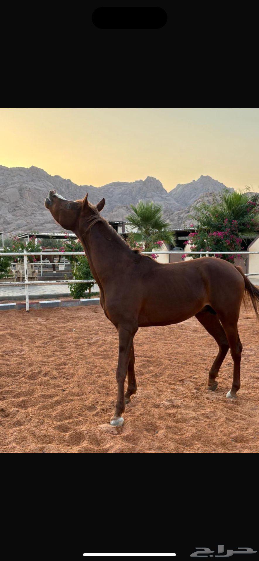 خيل للبيع اذكروا الله .64576326057729111