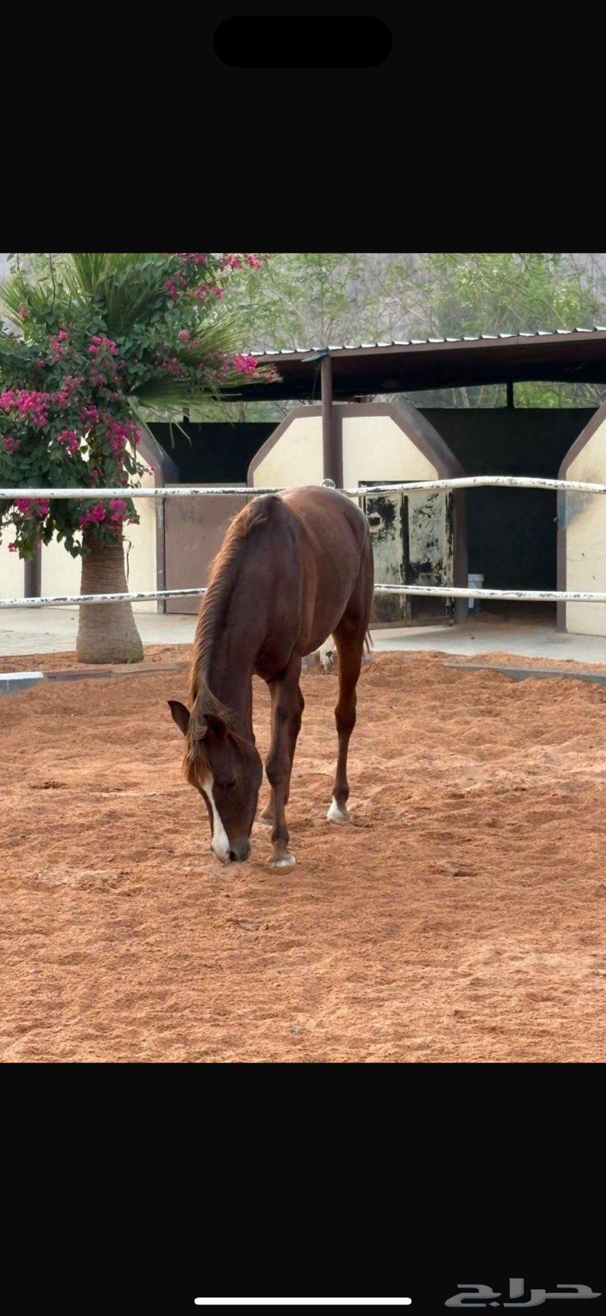 خيل للبيع اذكروا الله .64576326057729112