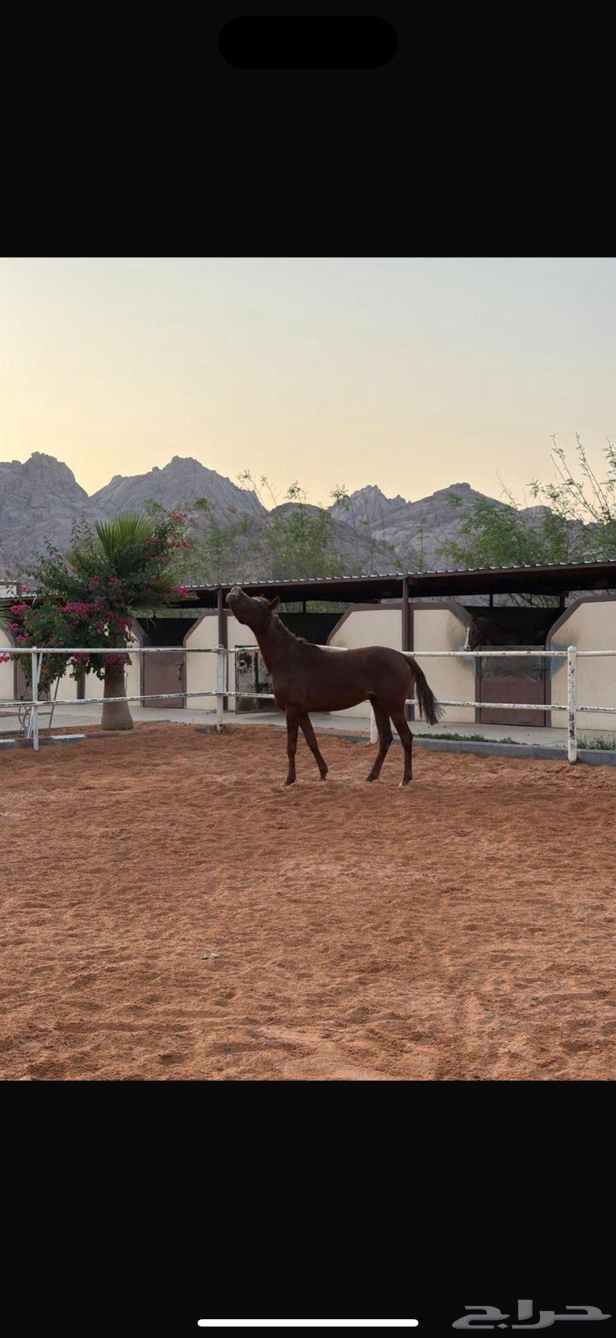 خيل للبيع اذكروا الله .64576326057729110