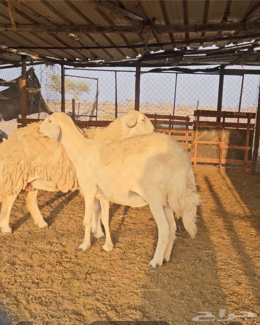 3 نعاج للبيع تم البيع64551933710595111
