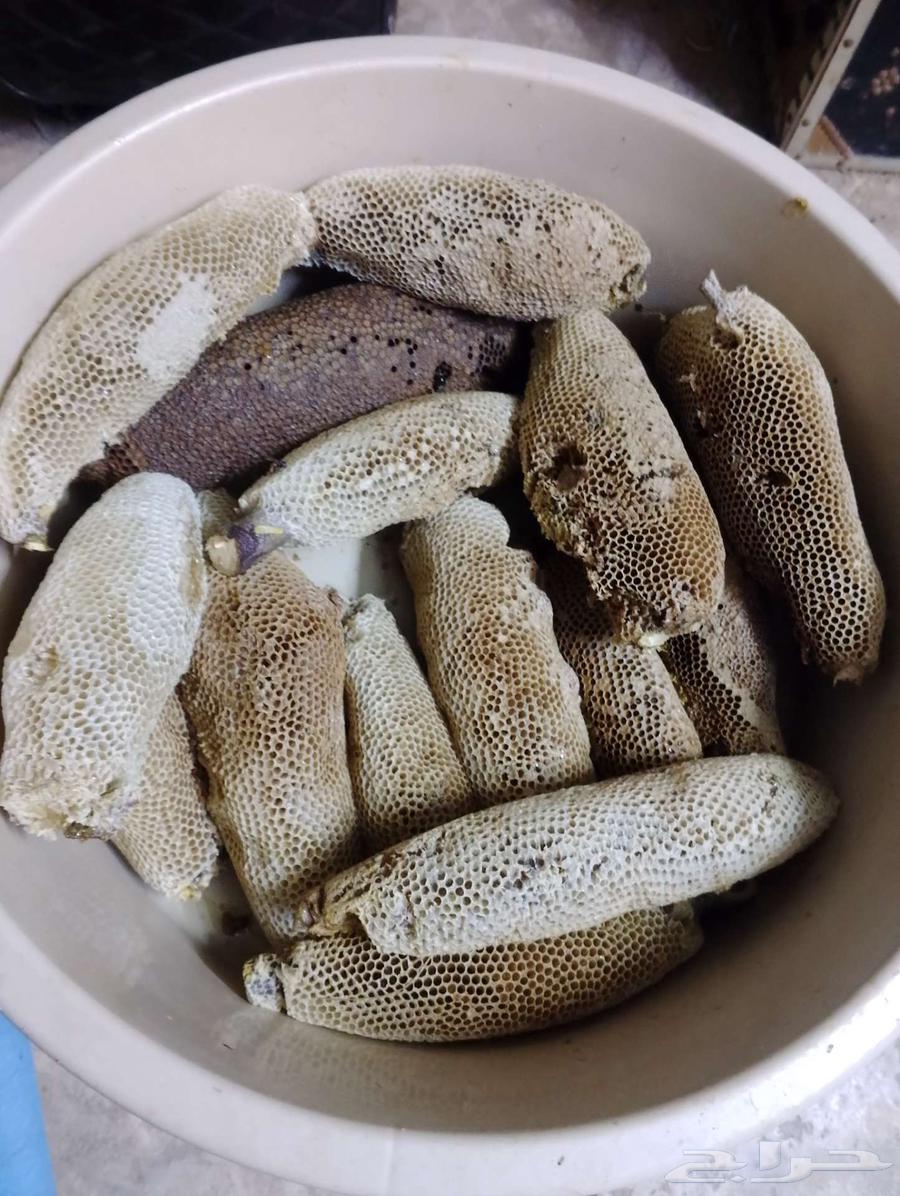 عسل بري حر 5.كيلو وربع. الكيلو ب10064578103300225110