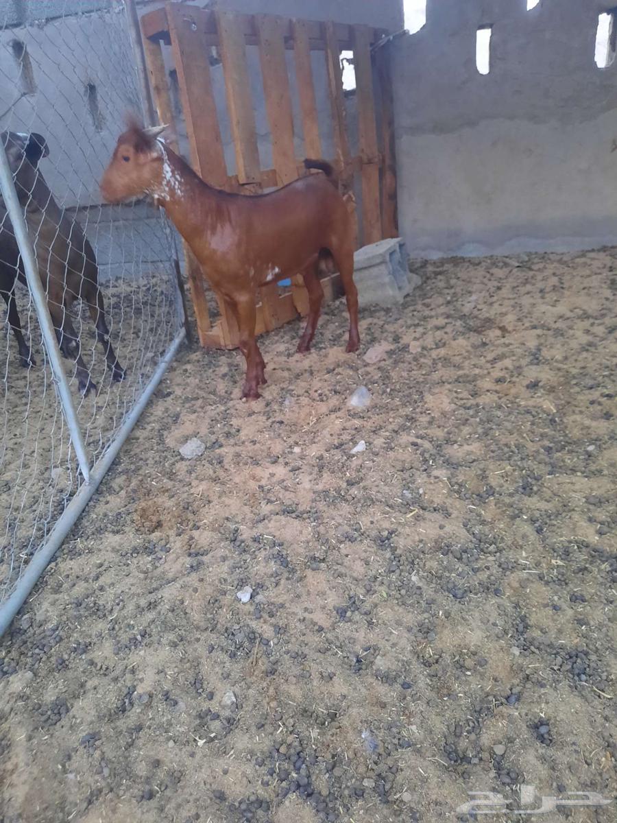 تيس جفر محايلي اوشح تم البيع64572885270529110