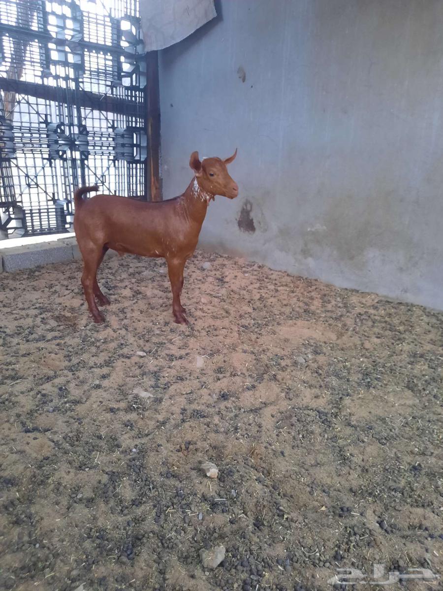 تيس جفر محايلي اوشح تم البيع64572885270529111