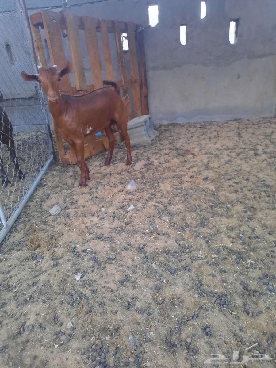 تيس جفر محايلي اوشح تم البيع64572885270529112