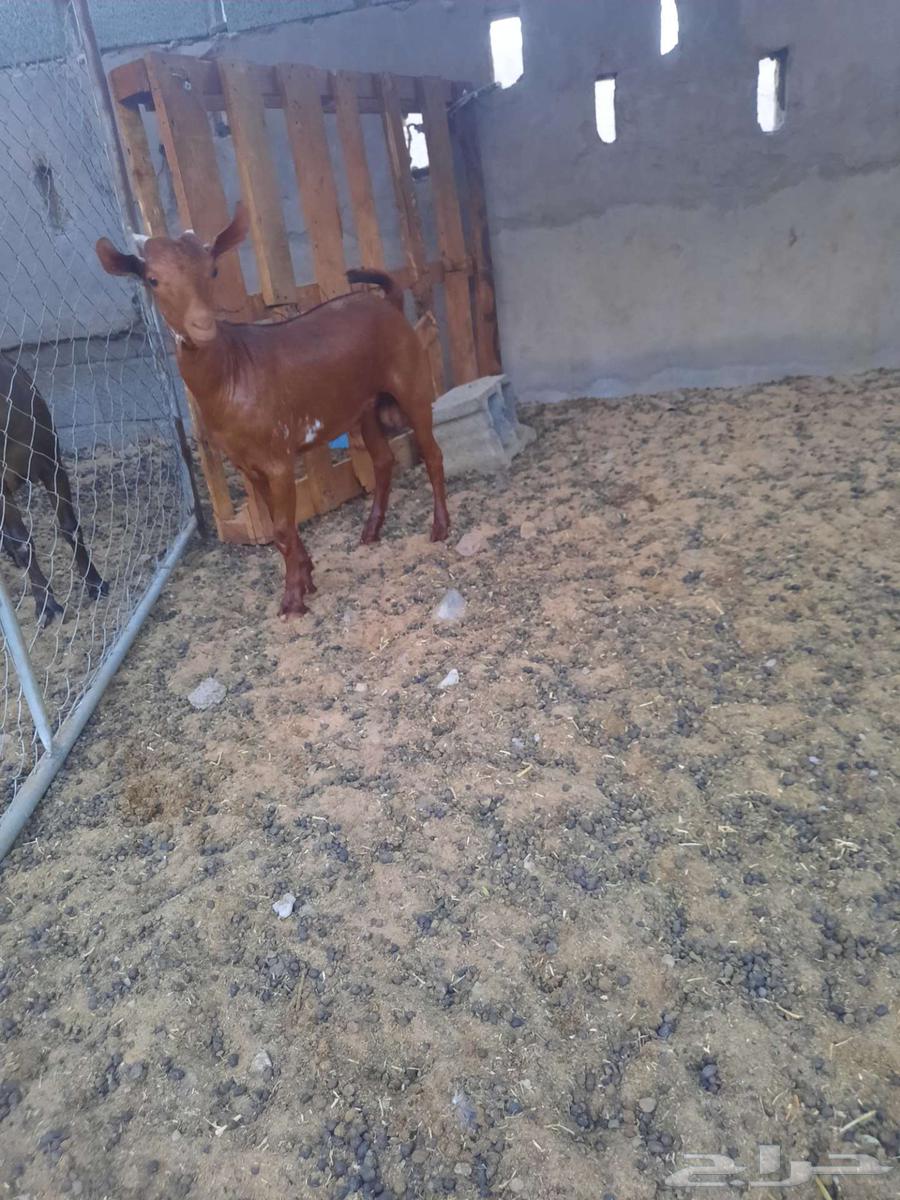 تيس جفر محايلي اوشح تم البيع64572885270529113