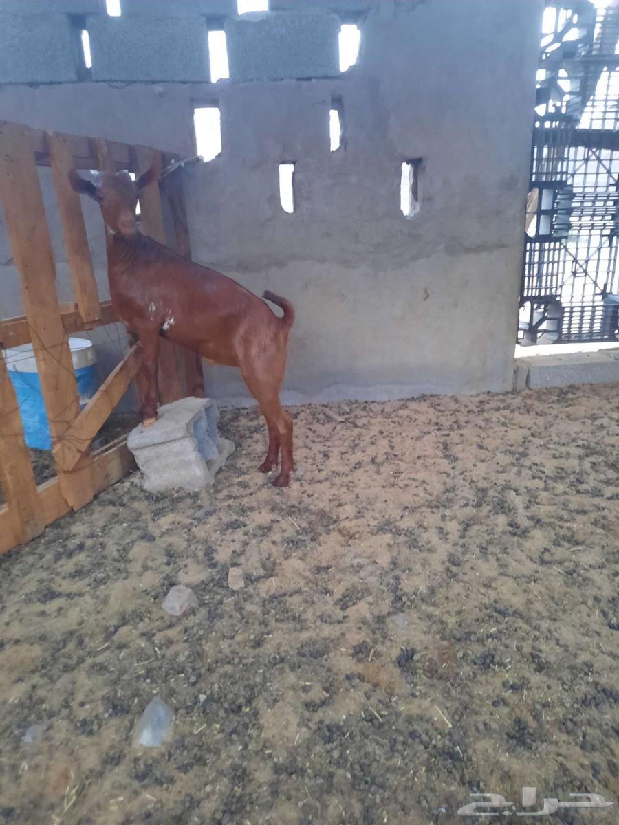 تيس جفر محايلي اوشح تم البيع64572885270529114