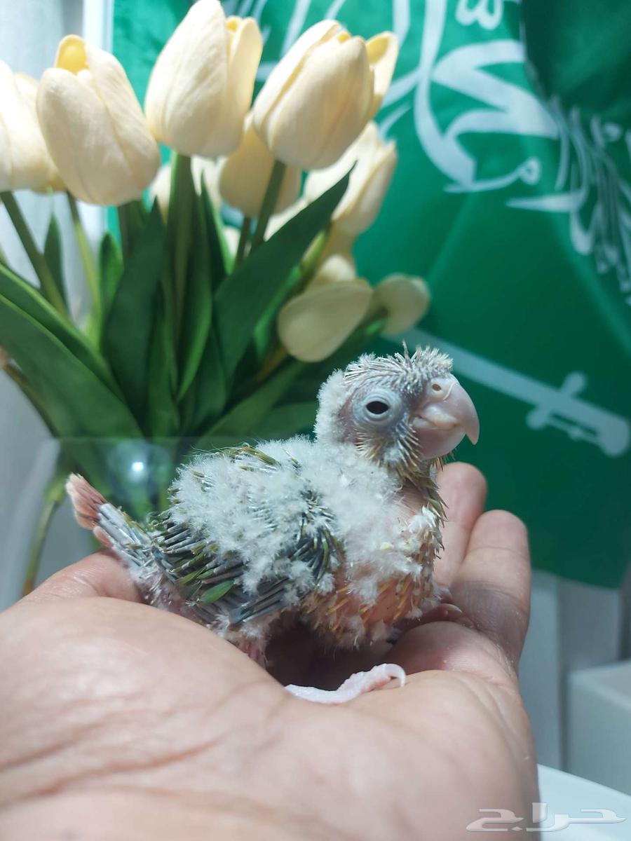 عروض اليوم الوطني (( تم البيع ))64577950591234111