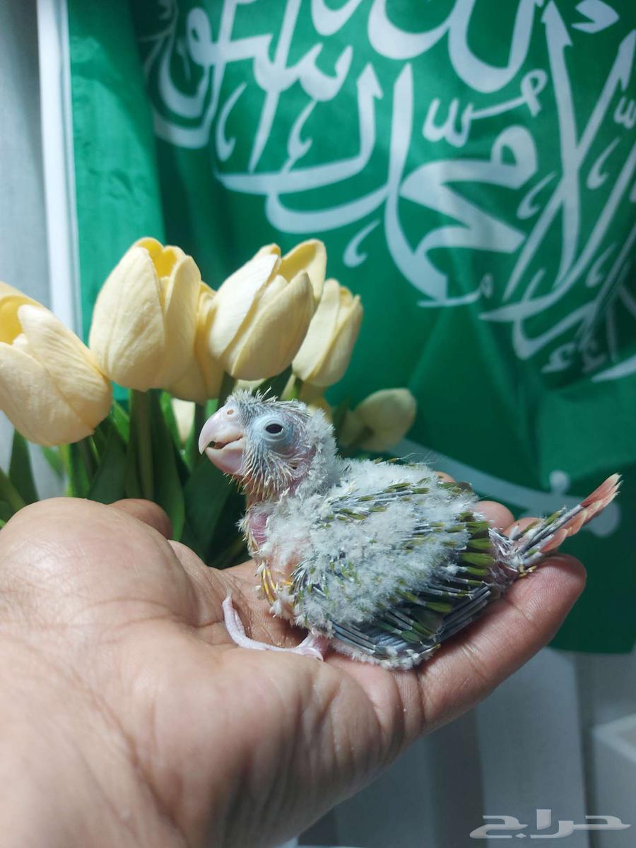 عروض اليوم الوطني (( تم البيع ))64577950591234112