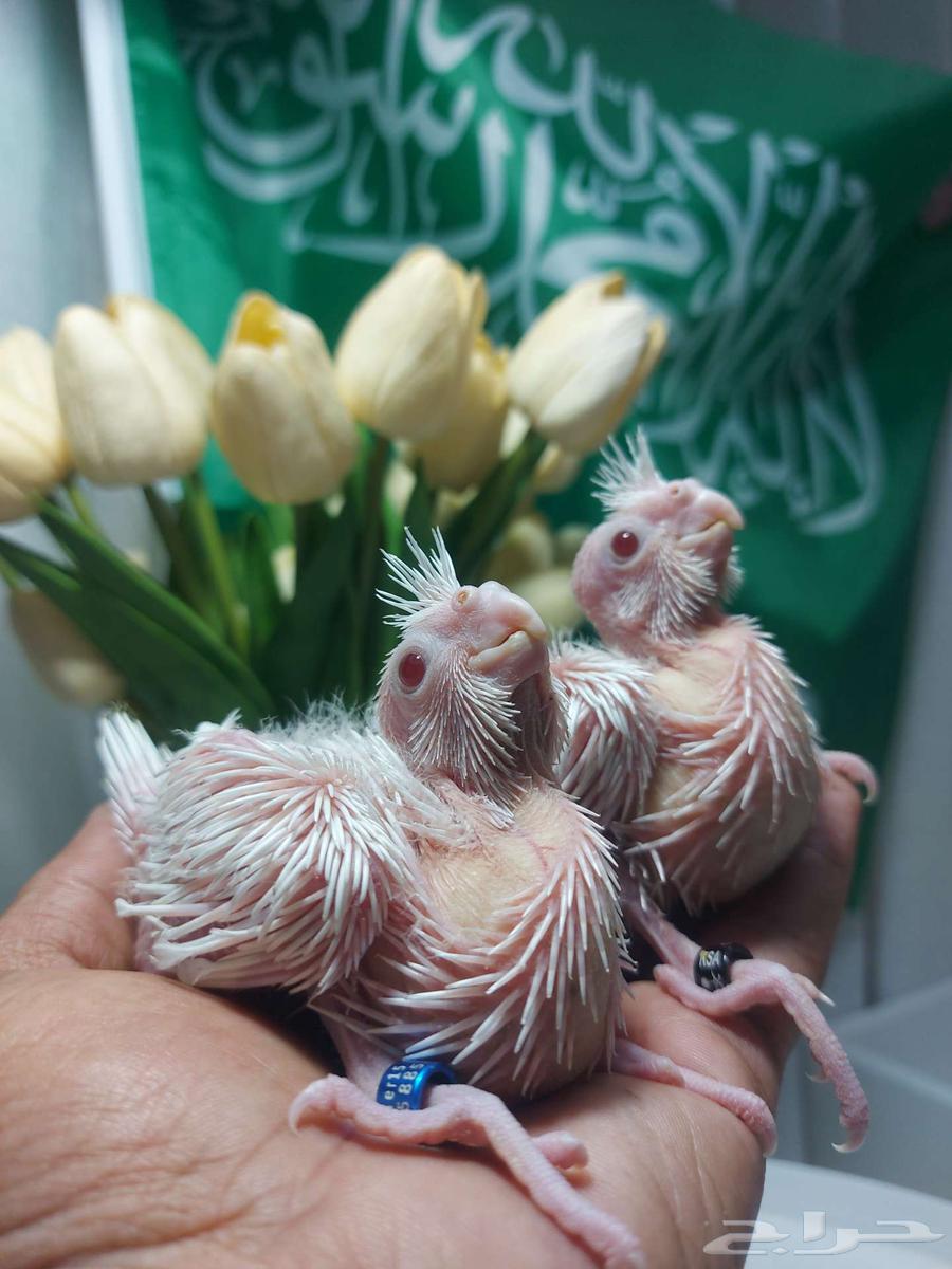 عروض اليوم الوطني (( تم البيع ))64577950591234113