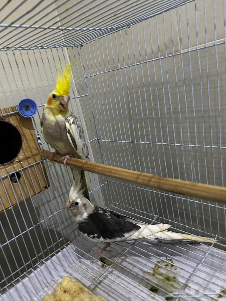 جوز كروان للبيع عنده فرخ للبيع (تم البيع)64578326057859110