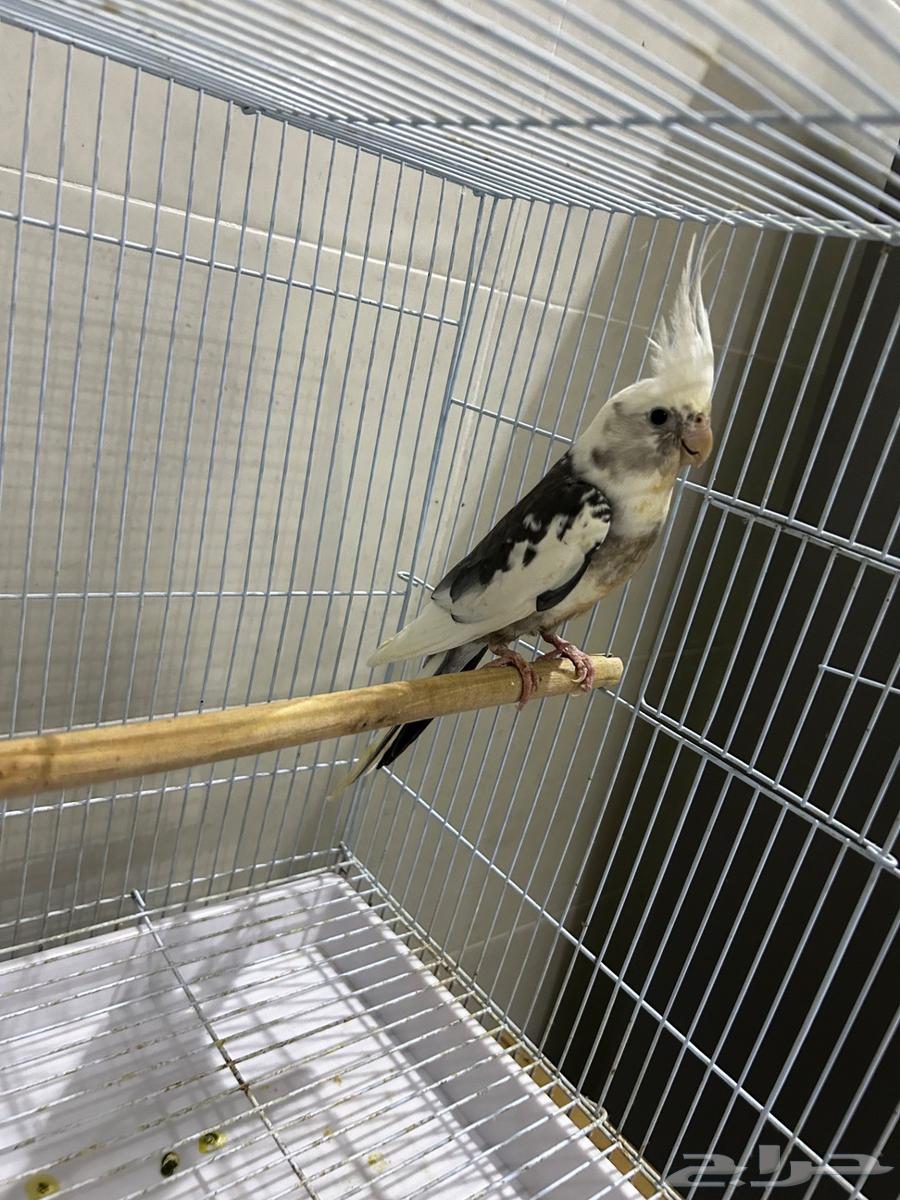 جوز كروان للبيع عنده فرخ للبيع (تم البيع)64578326057859112