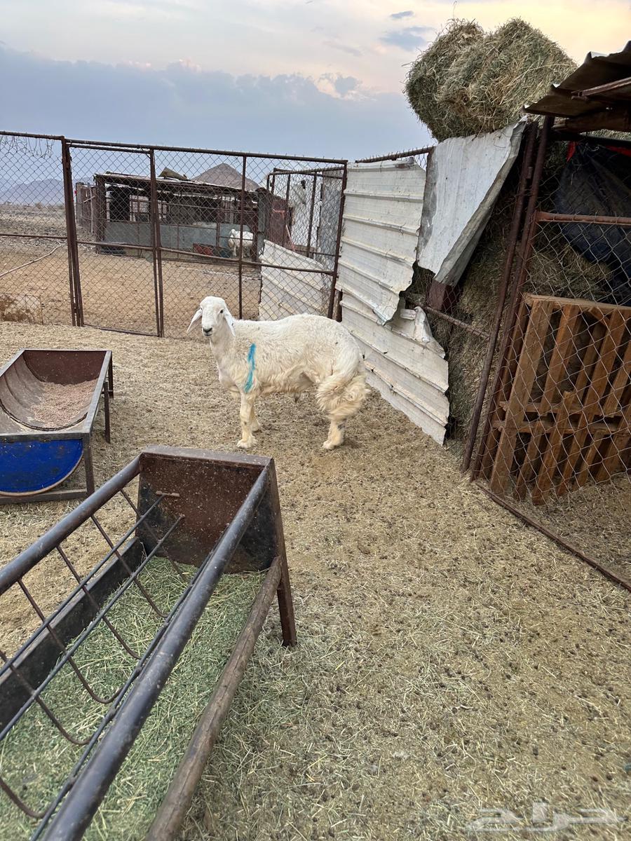 مشاريع فحول للبيع64578675464321110