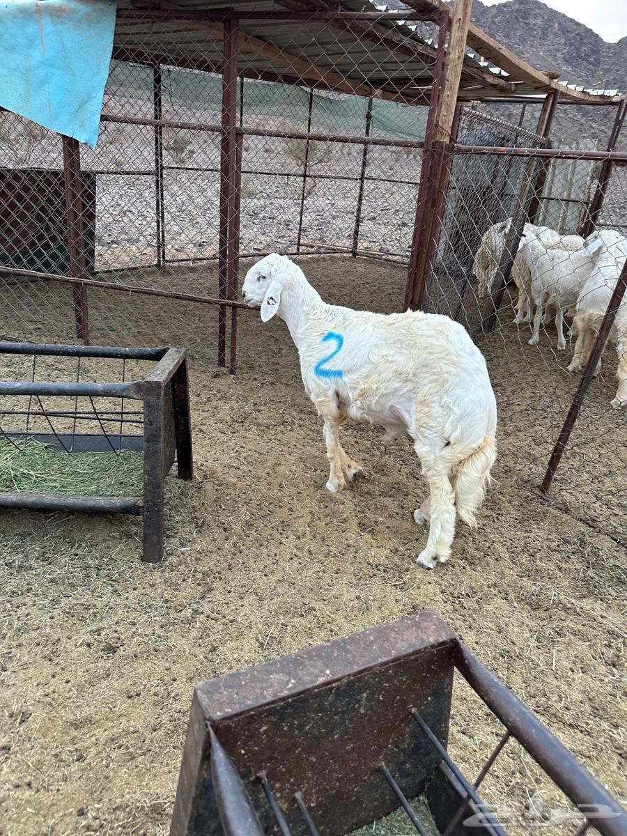 مشاريع فحول للبيع64578675464321114