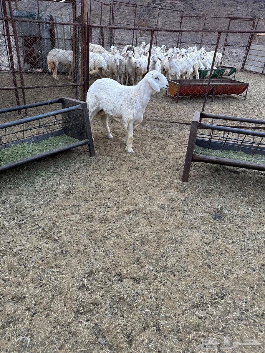 مشاريع فحول للبيع64578675464321111