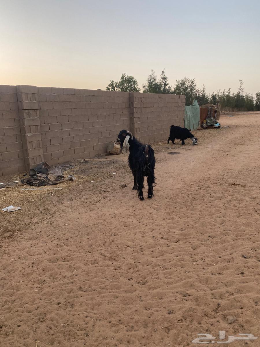 للبيع تيس عارضي ثني64578882992643110