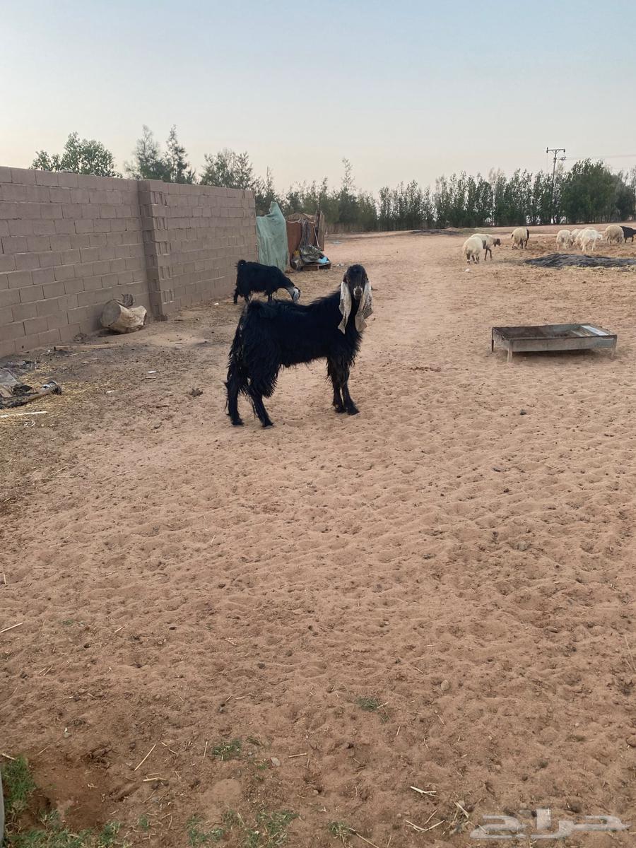 للبيع تيس عارضي ثني64578882992643111