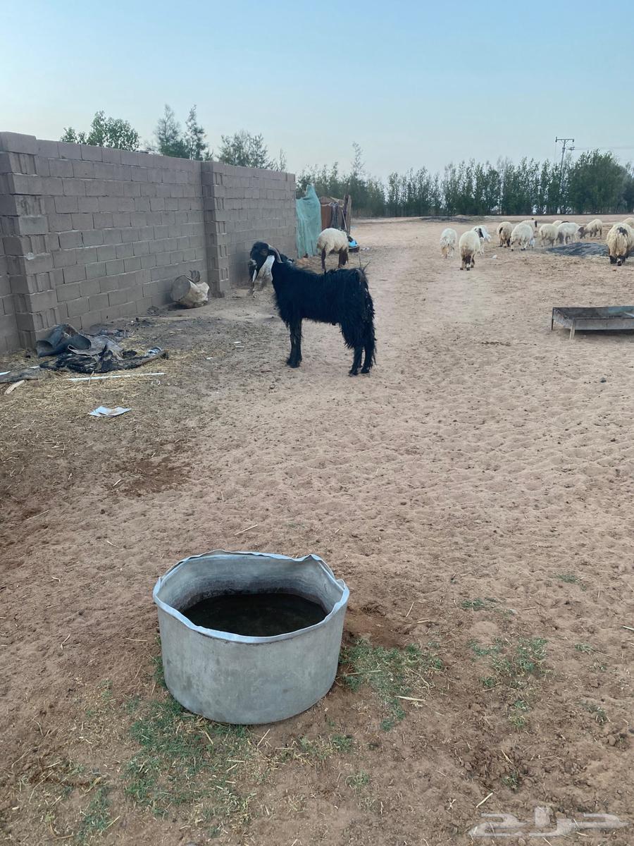 للبيع تيس عارضي ثني64578882992643113