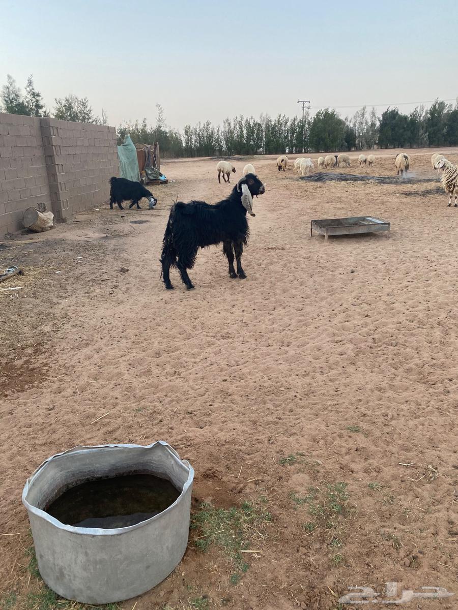 للبيع تيس عارضي ثني64578882992643112