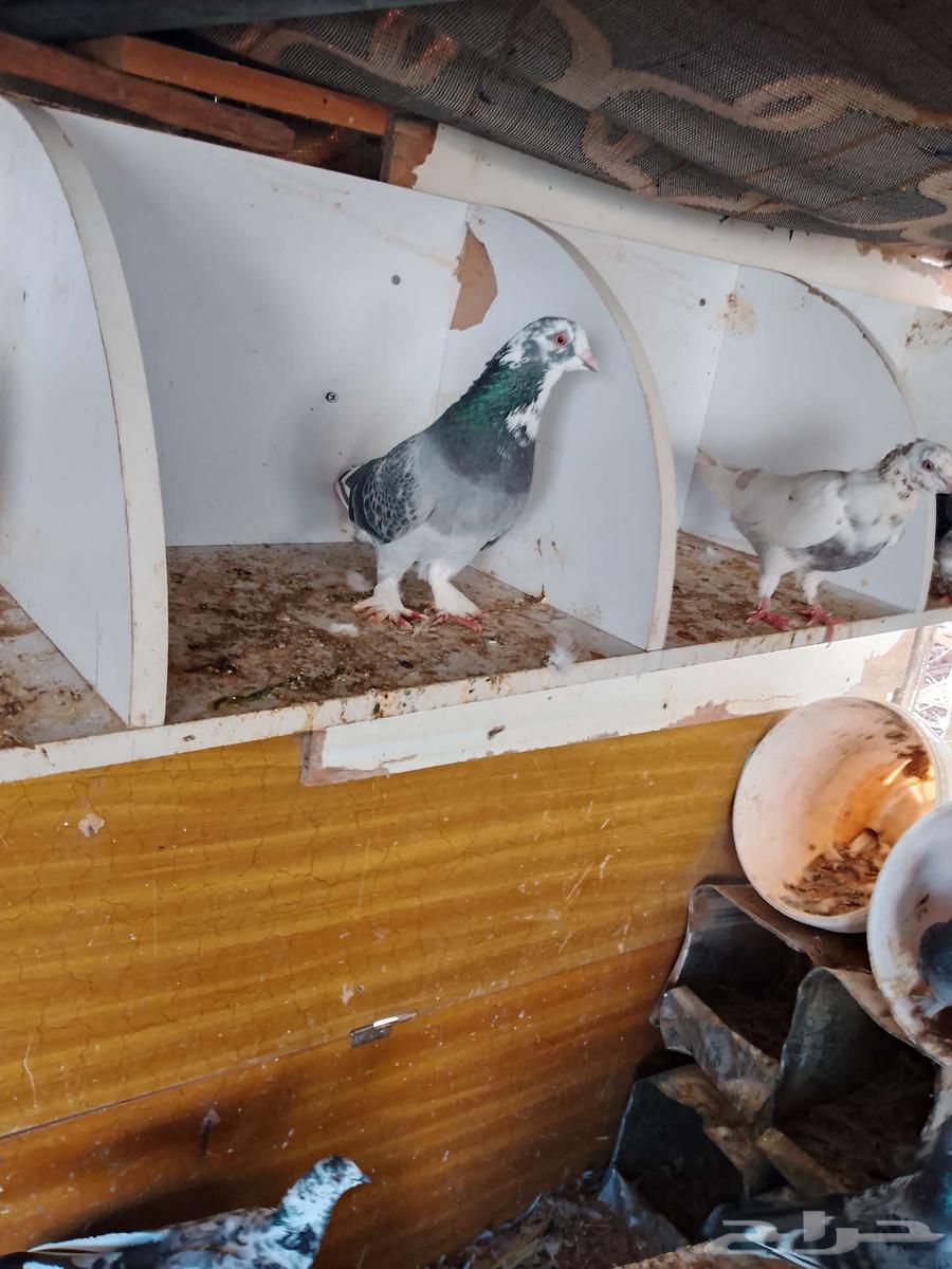 حمام للبيع64580880796931112