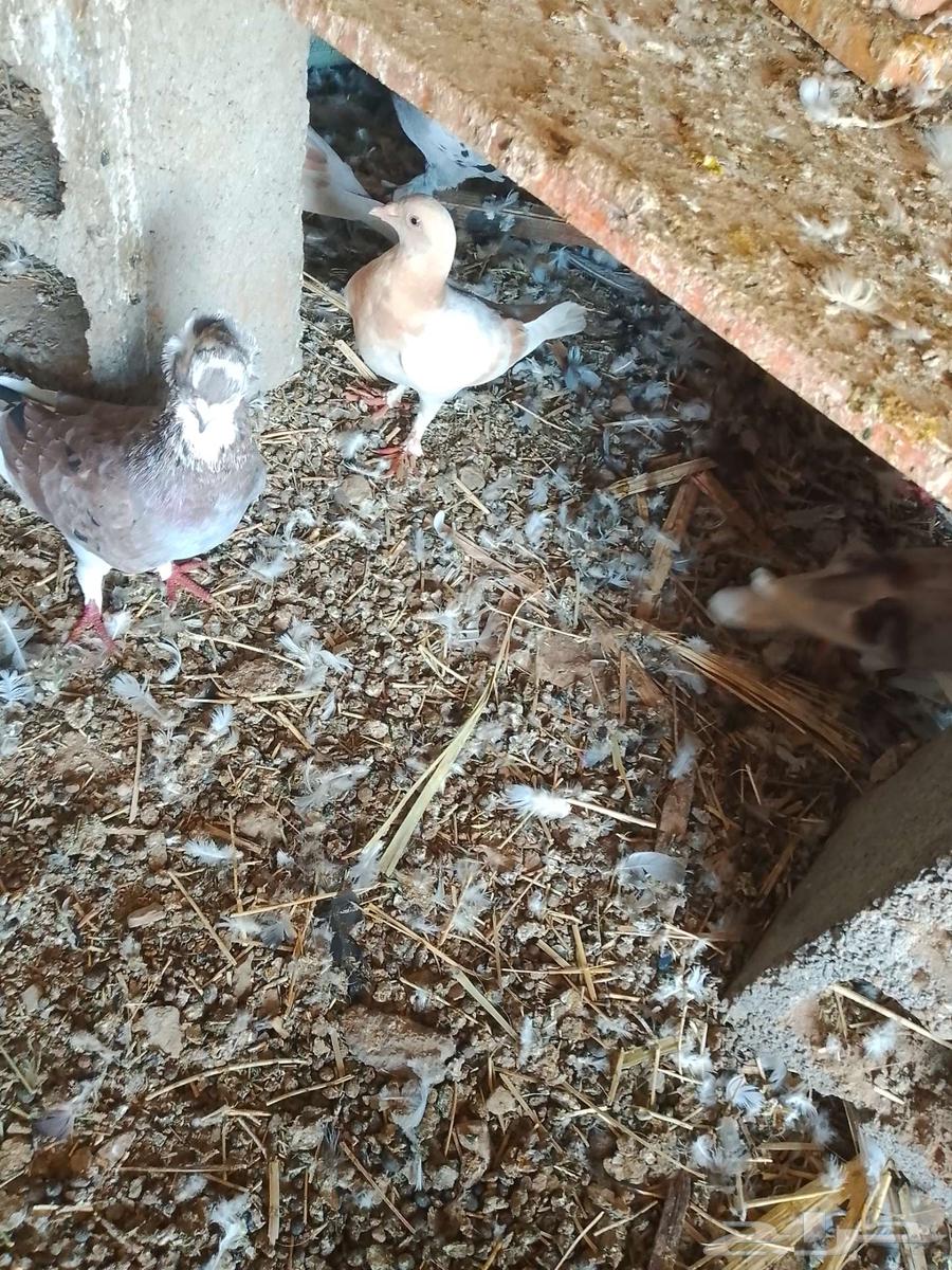 حمام للبيع64580880796931113