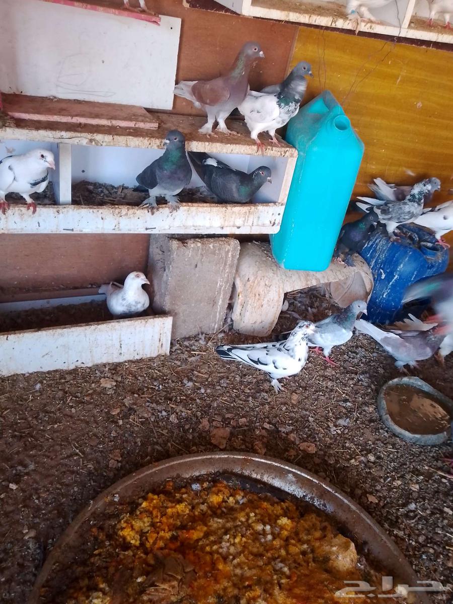 حمام للبيع64580880796931114