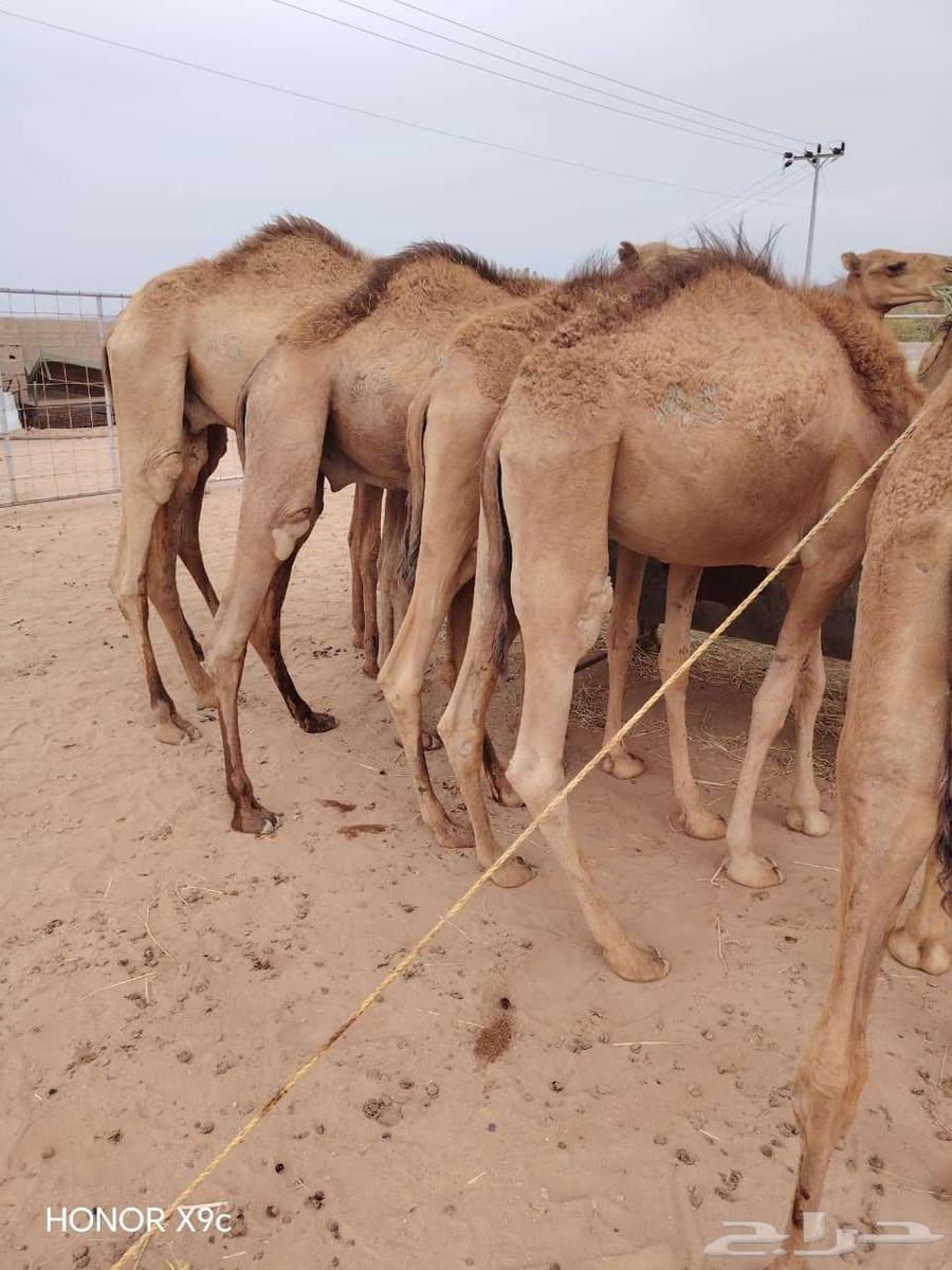 قعدان حشو مفاريد و تيوس صوماليه بمزرعة جده64579664245889112