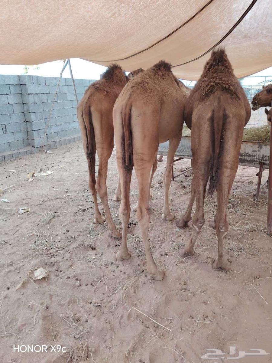 قعدان حشو مفاريد و تيوس صوماليه بمزرعة جده64579664245889111