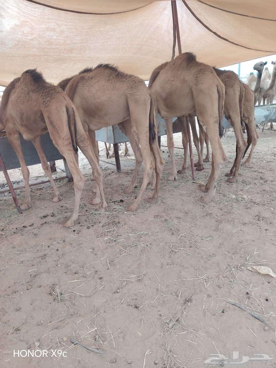 قعدان حشو مفاريد و تيوس صوماليه بمزرعة جده64579664245889110