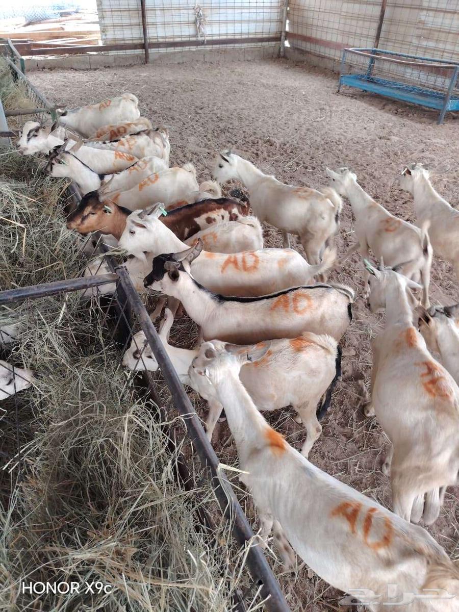 قعدان حشو مفاريد و تيوس صوماليه بمزرعة جده64579664245889113