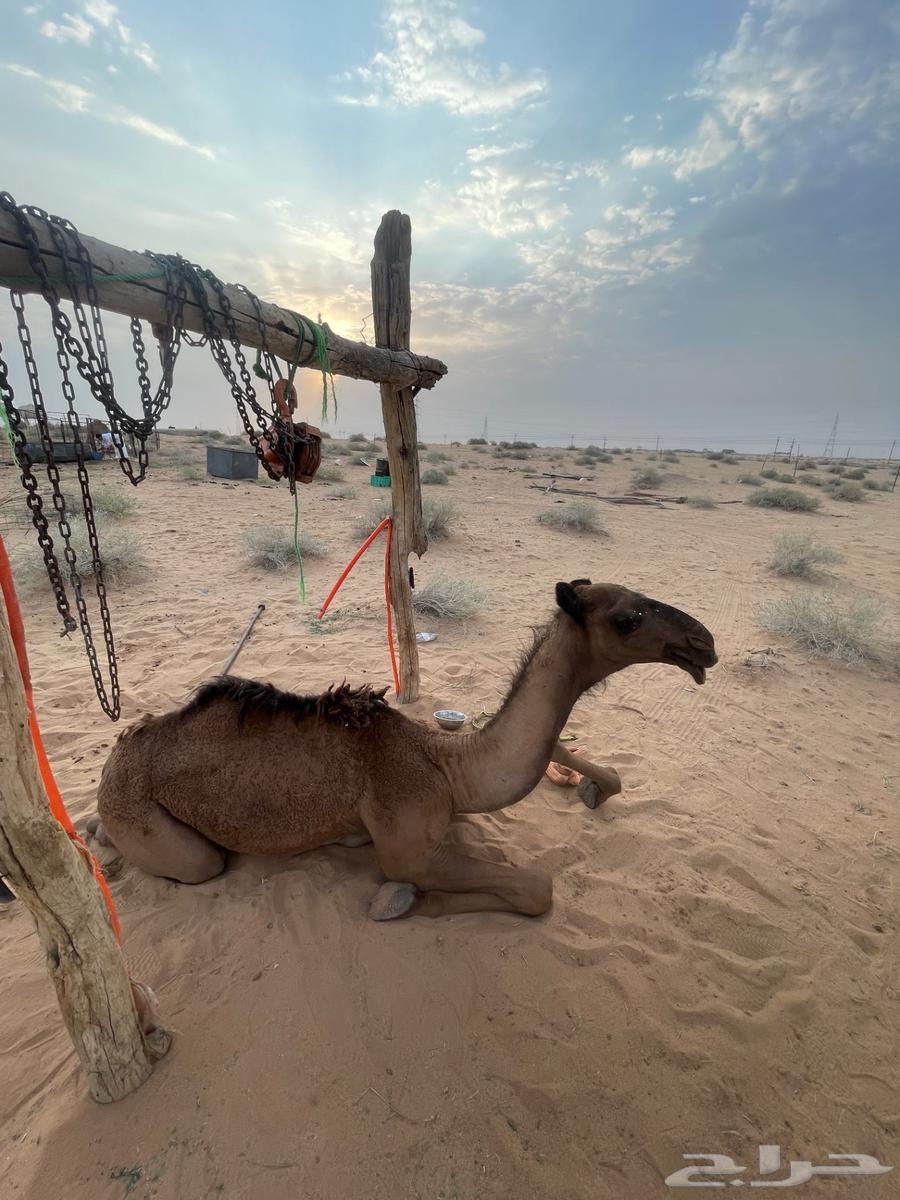 حاشي ماياقف مدري وش مشكلته للبيع64573474399235110