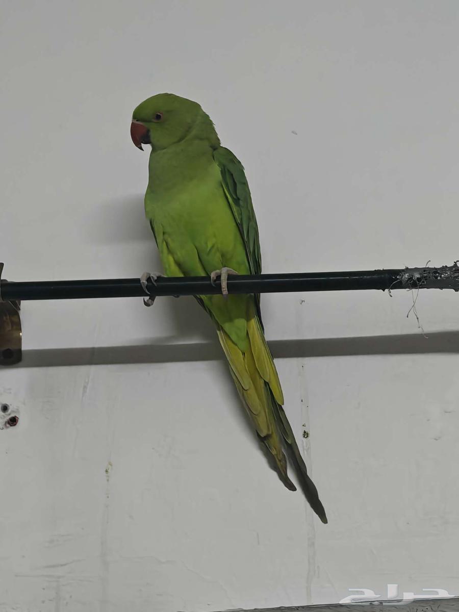 درة للبيع64573783042562114